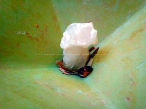 Erba 24 cm piramide orgonite